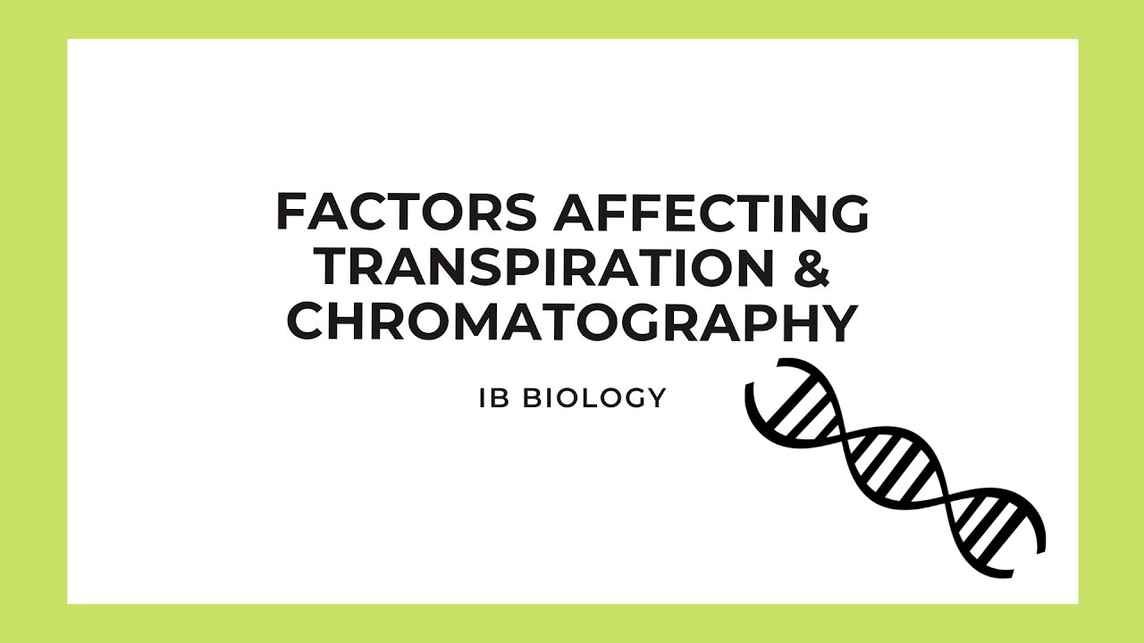 IB Biology Factors Affecting Transpiration & Chromatography YouTube