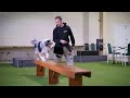 K9 academy  trainer perspectives