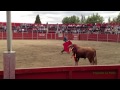 TORO DE YEGUADA LA PERLA - TORERO RAFAEL AYUSO - ORTIGOSA DEL MONTE