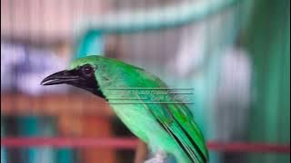 Silahkan Dicoba Pancingan Cucak Ijo Yang Bikin Cucak Ijo Lain Bunyi Isian Geter Geter