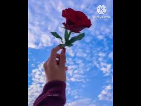 سعدي الحلي ادري الورد بس مش من بعد للشم 