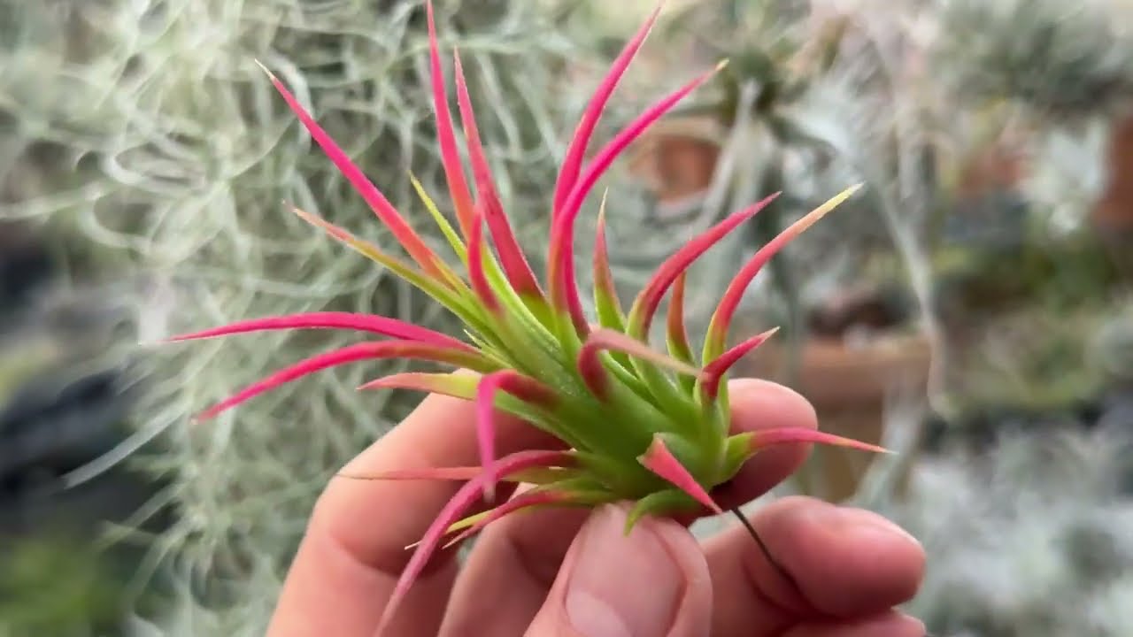 Tillandsia1エアプランツ・エアープランツ専門店生産育成農場
