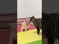 Awwcute funny cats viral clips  funny cute cats shorts  trending animals reels