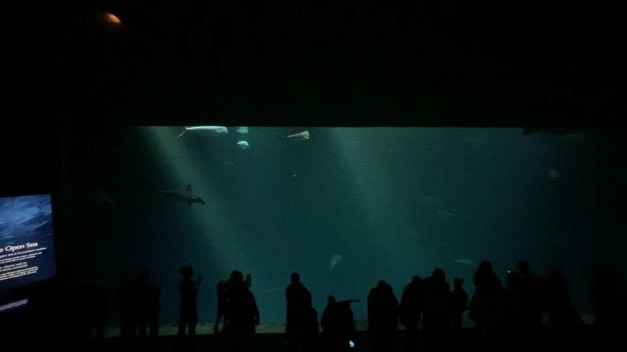 Aquarium but with animal crossing new horizons aquarium music with rain