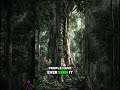 Top three tallest trees in the world 🌳😲 #trees #tallesttree #trendingshorts