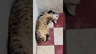 Looks lazy cat 🤣😻 #cat #funny #shortvideo #cute #cutecat #animals