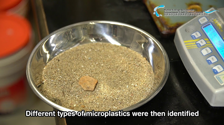 MEEF – Impact of microplastics on the Chinese horseshoe crab in Hong Kong western waters - 天天要聞
