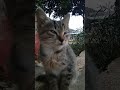 Kocheng - Chimenk Sedih di Taman | #shorts