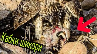 Дар вакти шикор Укоб кабкро гирифт🦅🦅🦅🦅🦅