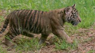 Venturesome Sumatran Tiger Cubs at the San Diego Zoo Safari Park by San Diego Zoo 53,062 views 3 months ago 1 minute, 27 seconds