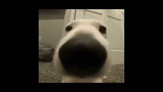 dog sniffing camera asmr 2