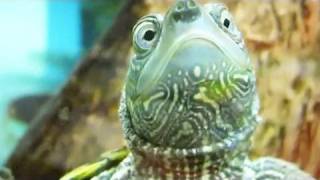 STONED TURTLE, BRAH! (5.1.10 - Day 366)