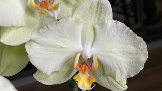 Разбираю карантинный подоконник. Одна полу-реанимация/ один фитиль. #орхидеи #фаленопсис