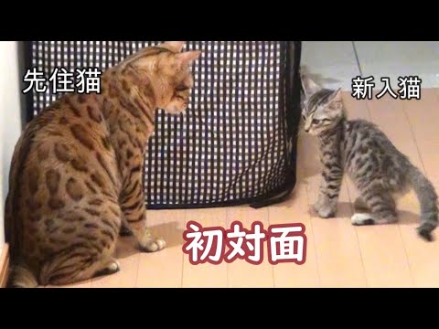 ベンガル先住猫と新入りベンガル子猫の初対面から仲良くなるまで