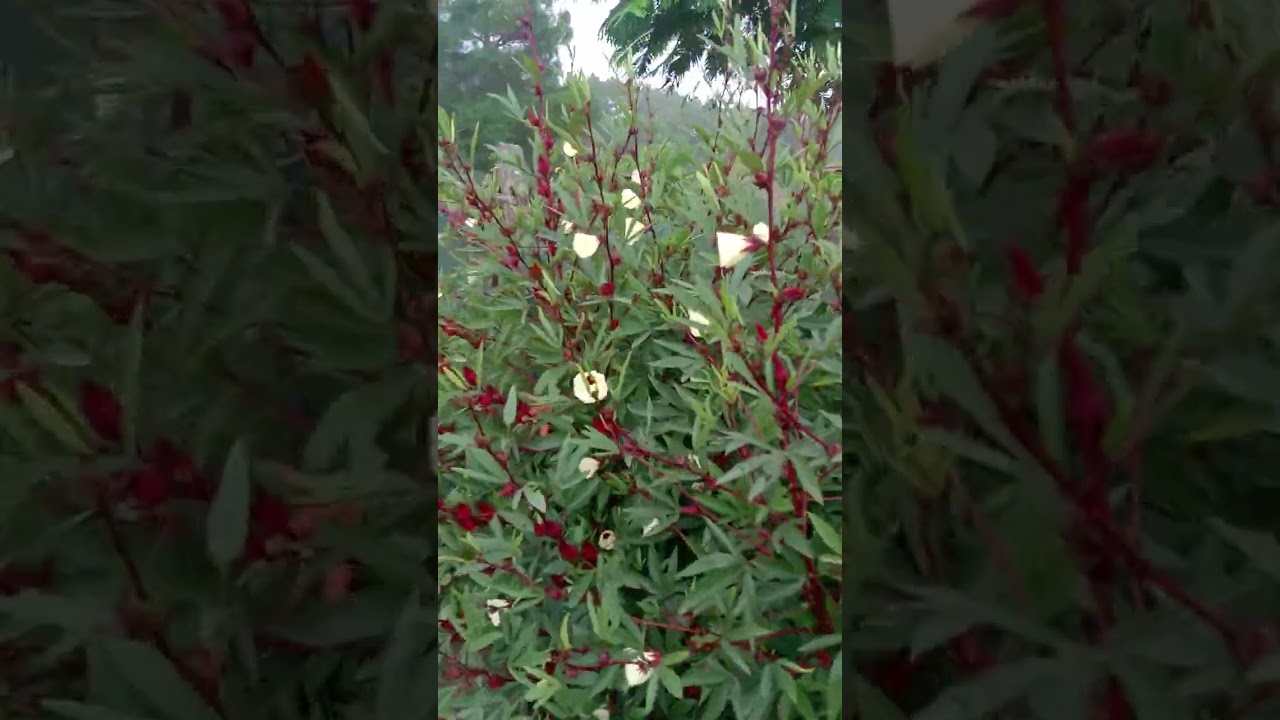 Hill flowers garden||Compound with greeneries||How to grow flowers