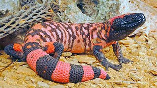 Gila Monster (Venomous Lizard of The United States) by 3 Minutes Nature 10,044 views 2 years ago 3 minutes