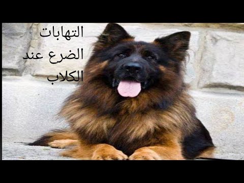 فيديو: لماذا لا يزال يرشح الرجل المقلد؟