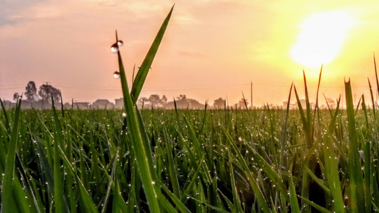 Sunday morning 6 AM run in the rice fields of Vietnam | Running vlog by Meigo Märk