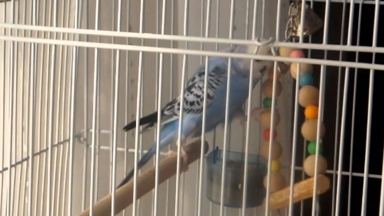 インコのいろいろな動きと鳴き声 Youtube