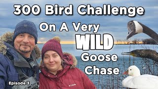 300 Bird Challenge - On A Very Wild Goose Chase - Rare Ross's Goose