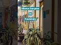 Alliance française de Pondichéry 🇲🇫🇮🇳#alliancefrancaise #authenticfrench #learnfrenchwithme #franco