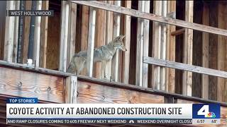 Coyote activity at abandoned construction sute