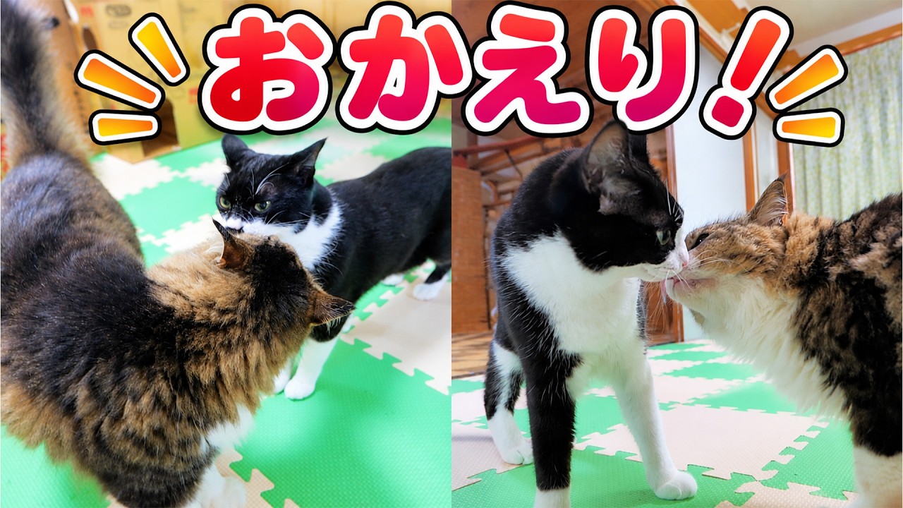 Bosskichi Is Happy to Have His Daughters Home 😻 Azuki & Sakura