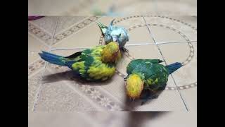 Sun Conure Chicks And Cocktail Chick For Sale