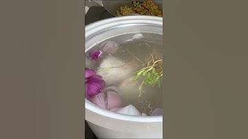 Lâu lâu mình đổi món nha mấy bạn, bánh canh cá lóc đồng #shorts