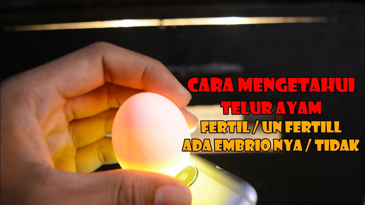 Cara Mengetetahui Telur Ayam Fertil Un Fertil Ada Embrio Nya Tidak Youtube