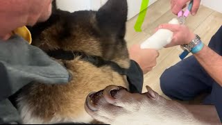 Akita Videos. Dangerous Dog Nail Trimming p1