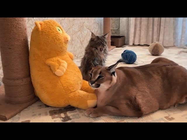 Caracal Gregory Meow Compilation : Big Floppa : Каракал 