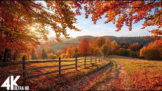 Autumn Scene 4K Ultra HD for Shop and TV | 4K Autumn Piano Relaxing Music 2026 screenshot 3