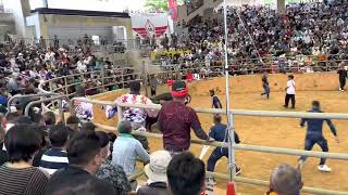 春の全島闘牛大会C9@●勝進嵐VS亜華梨豪鬼○