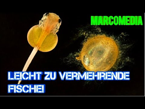 Video: Wie Man Gara Rufu Fische Züchtet