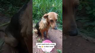 link in bio don't for food dogs #dogs