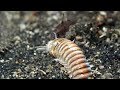 Bobbit worm catches unsuspecting fish