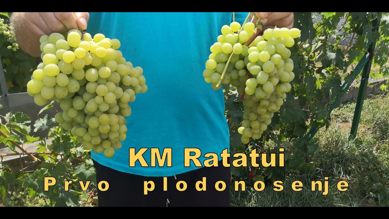 KM Ratatui- prvo plodonosenje