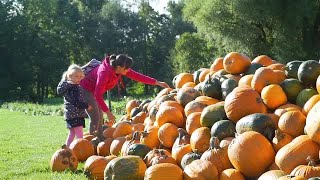 Pumpkins Sorting Stock Video