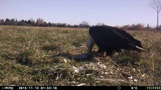 Eagle and coyotes eat dead salmon - Trail camera Footage - (near Vancouver BC)