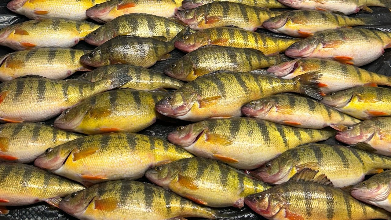 Limited out on Spring Perch! - YouTube