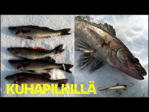 Video: Jääkala, Lisaväärtus