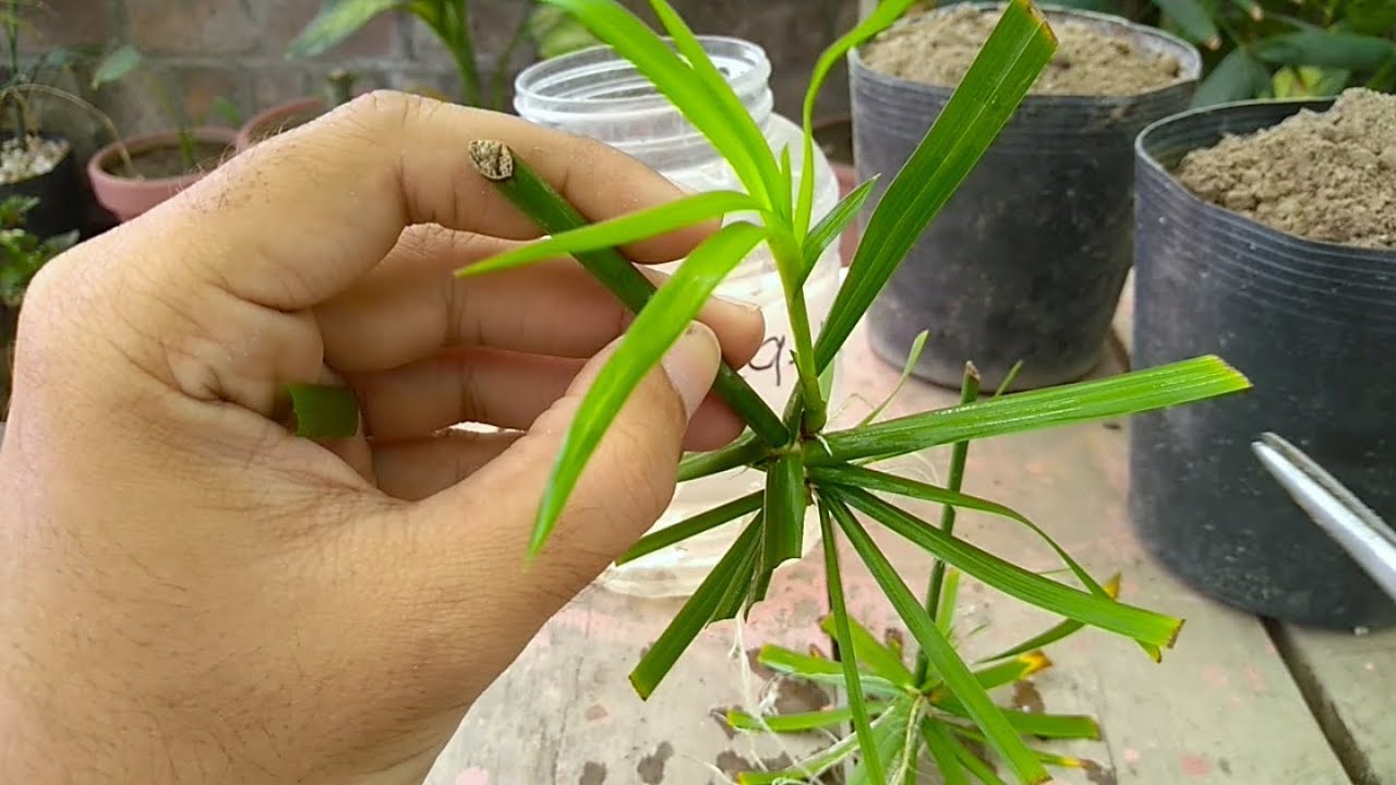 How To Grow Cyperus Plant From Cutting Umbrella Palm Sun Loving Plant Youtube