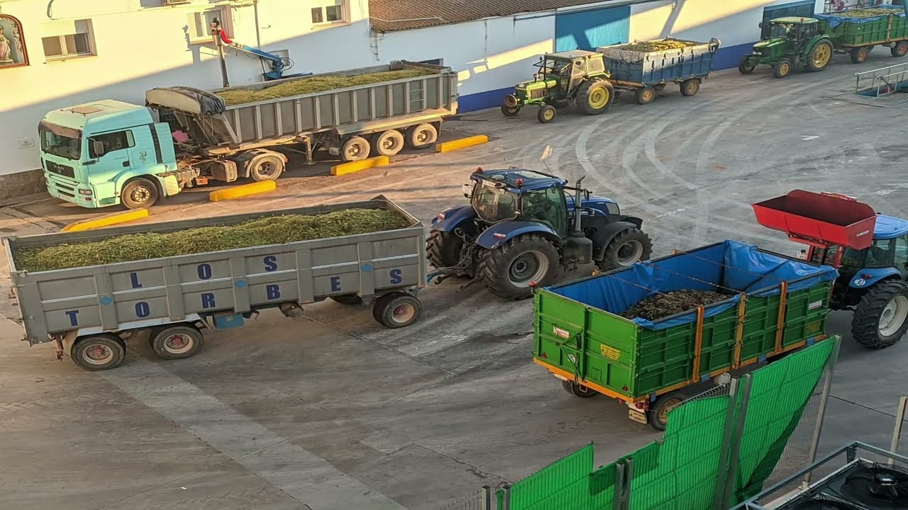 Vendimia Cooperativa Santa Catalina La Solana Noticia Informativos  16/08/2022