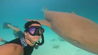 Divers Came Across Nurse Sharks as One Hits Diver Unintentionally With Its Fin
