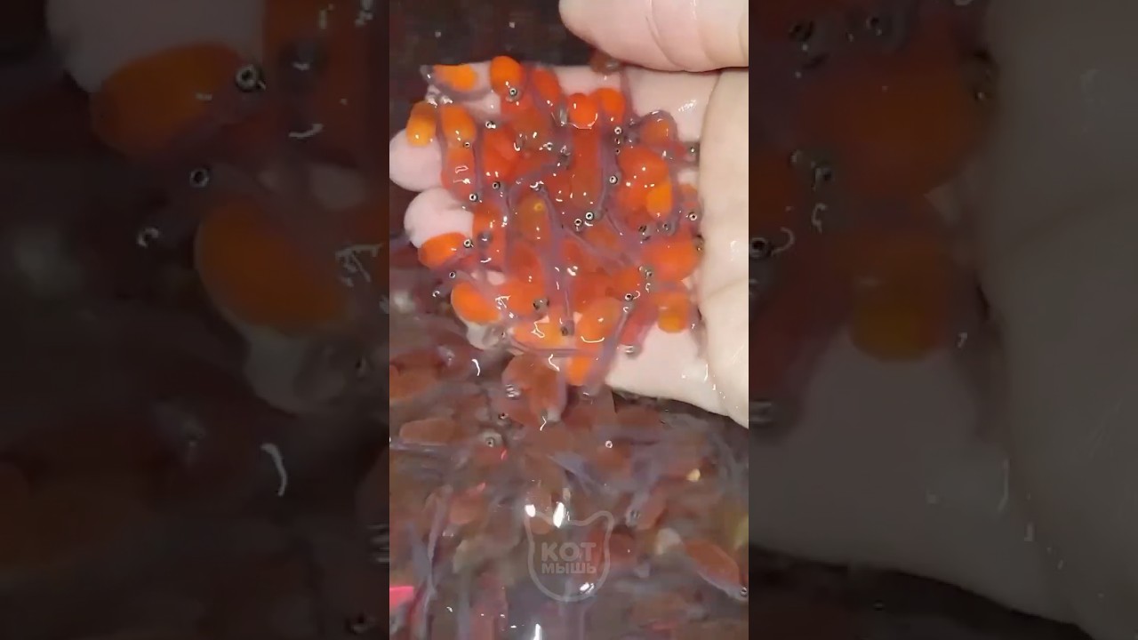 Смотри КАК ИСКУССТВЕННО Разводят ЛОСОСЯ 