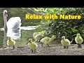Relax Your Dog TV : Relaxing TV for Dogs at The Beautiful Spring Lake ~ Relax with Nature