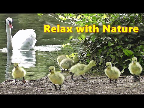 Dog TV Videos at The Beautiful Spring Lake ~ Relaxing TV for Dogs