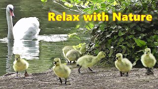 Dog TV Videos at The Beautiful Spring Lake ~ Relaxing TV for Dogs image