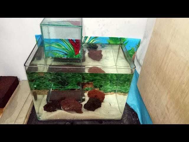 Water Filling Technique On Reverse Aquarium | Inverted Fish Tank - Youtube
